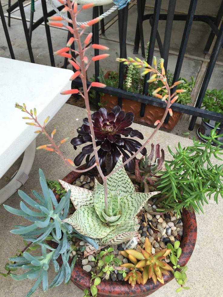 Aloe 'delta Lights' - View 29 from www redcrocus com