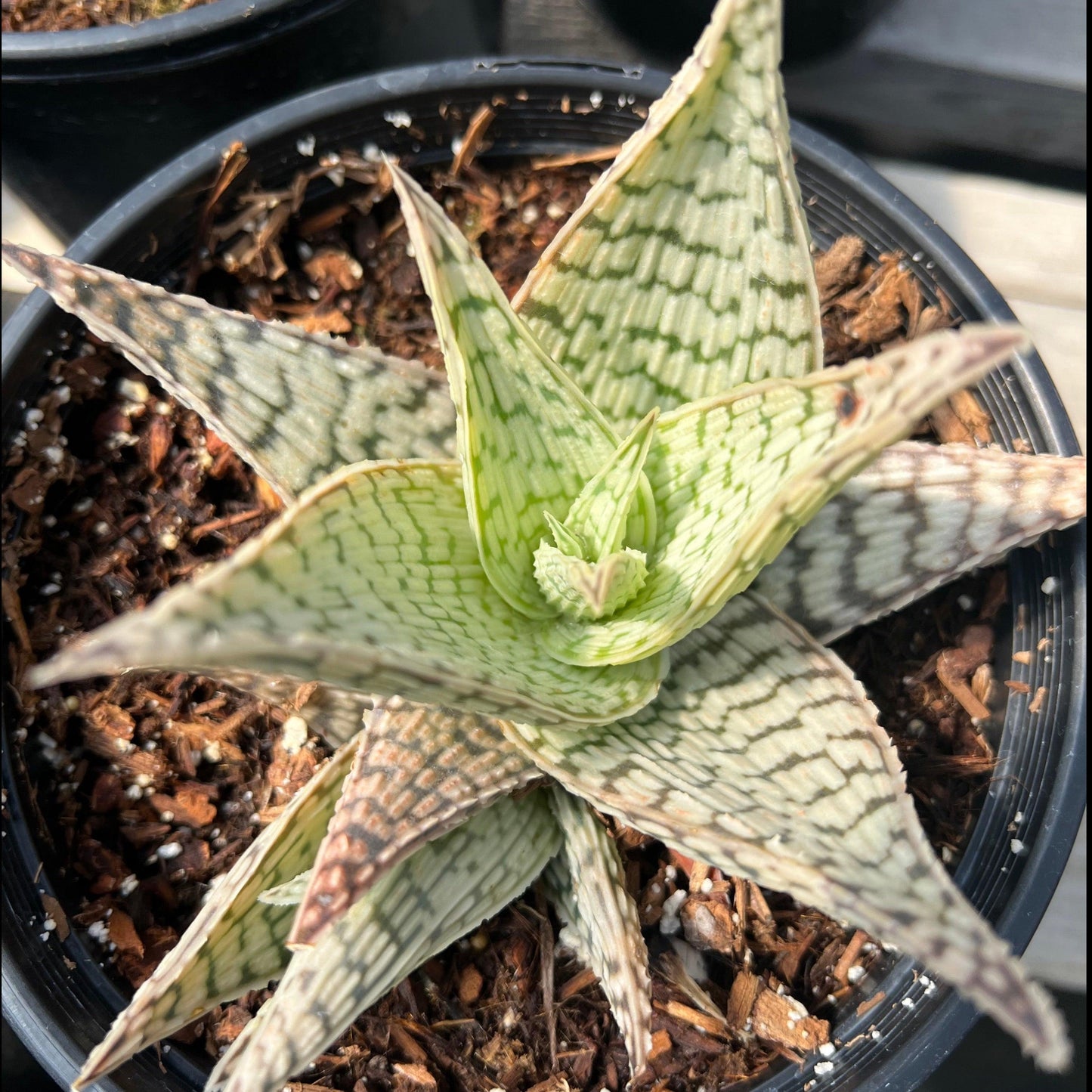 Aloe 'delta Lights' - View 2 from www redcrocus com