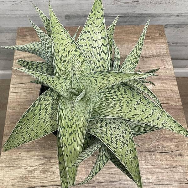 Aloe 'delta Lights' - View 30 from www redcrocus com