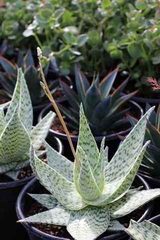 Aloe 'delta Lights' - View 31 from www redcrocus com