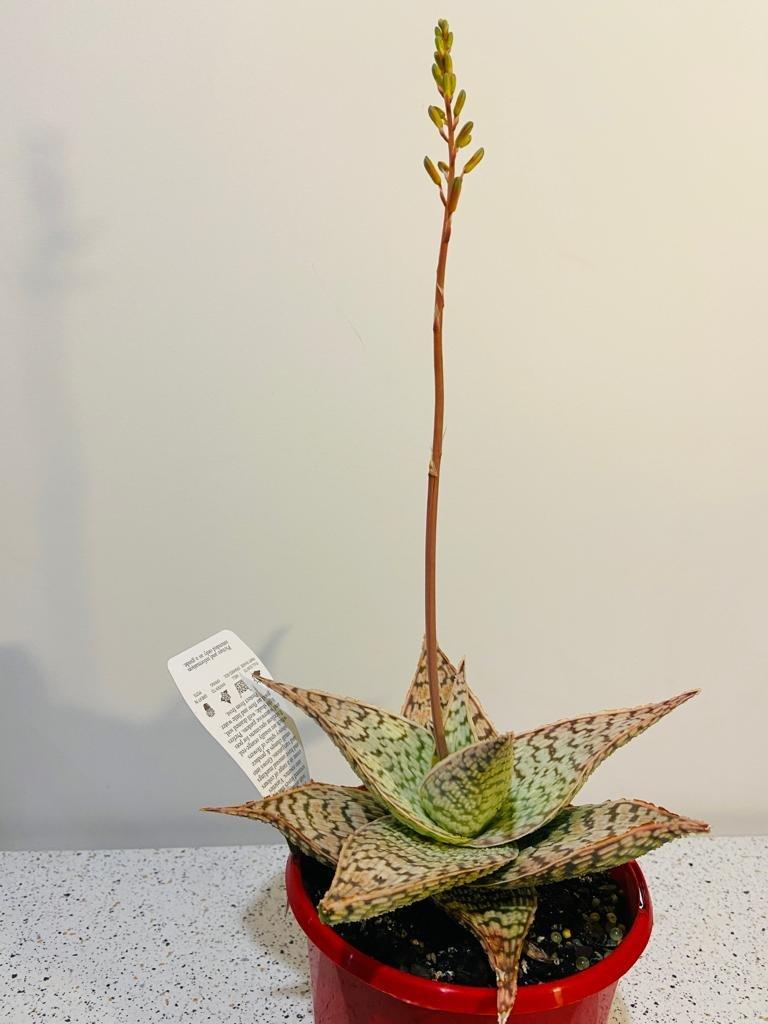 Aloe 'delta Lights' - View 33 from www redcrocus com