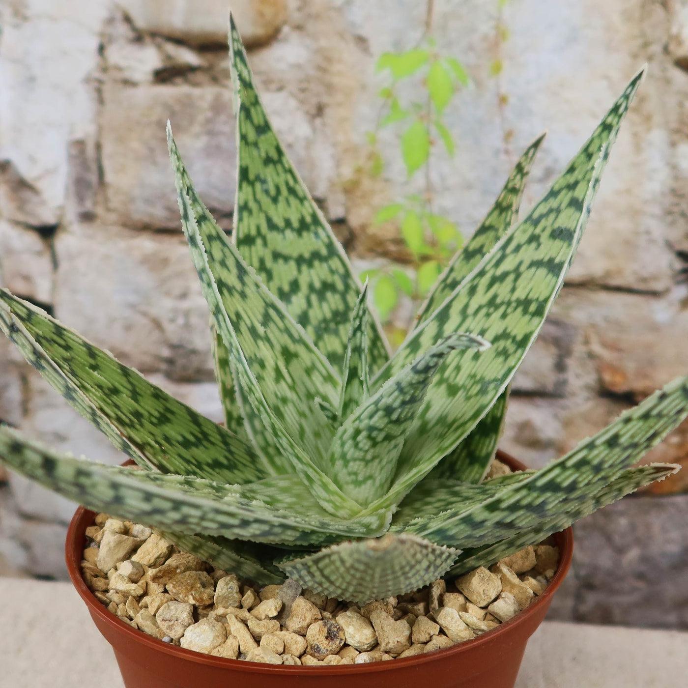 Aloe 'delta Lights' - View 34 from www redcrocus com