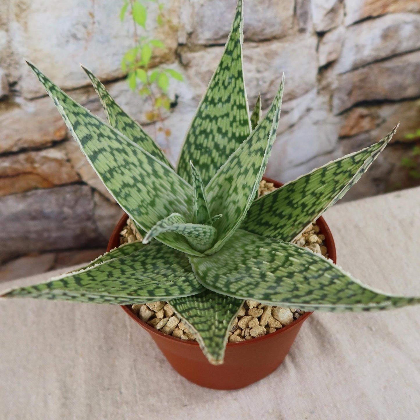 Aloe 'delta Lights' - View 37 from www redcrocus com