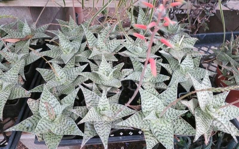 Aloe 'delta Lights' - View 3 from www redcrocus com