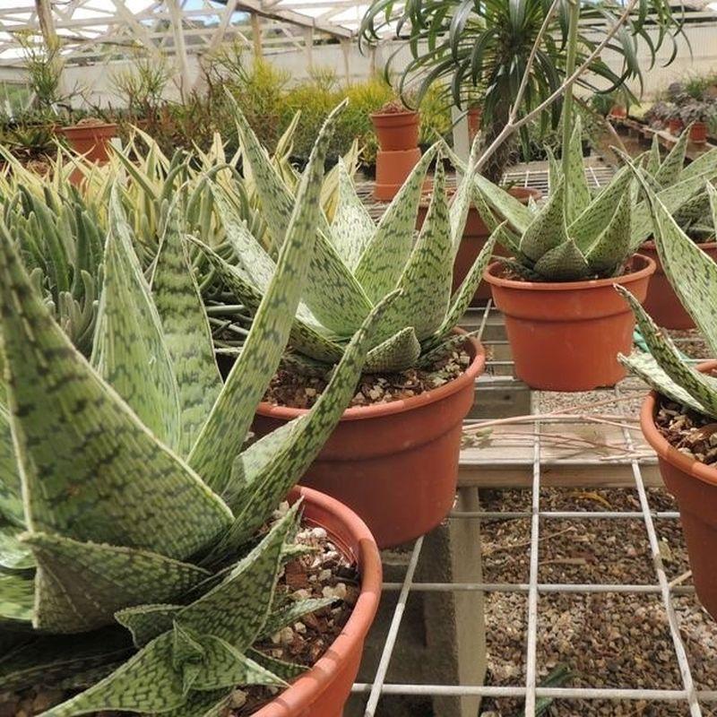 Aloe 'delta Lights' - View 4 from www redcrocus com