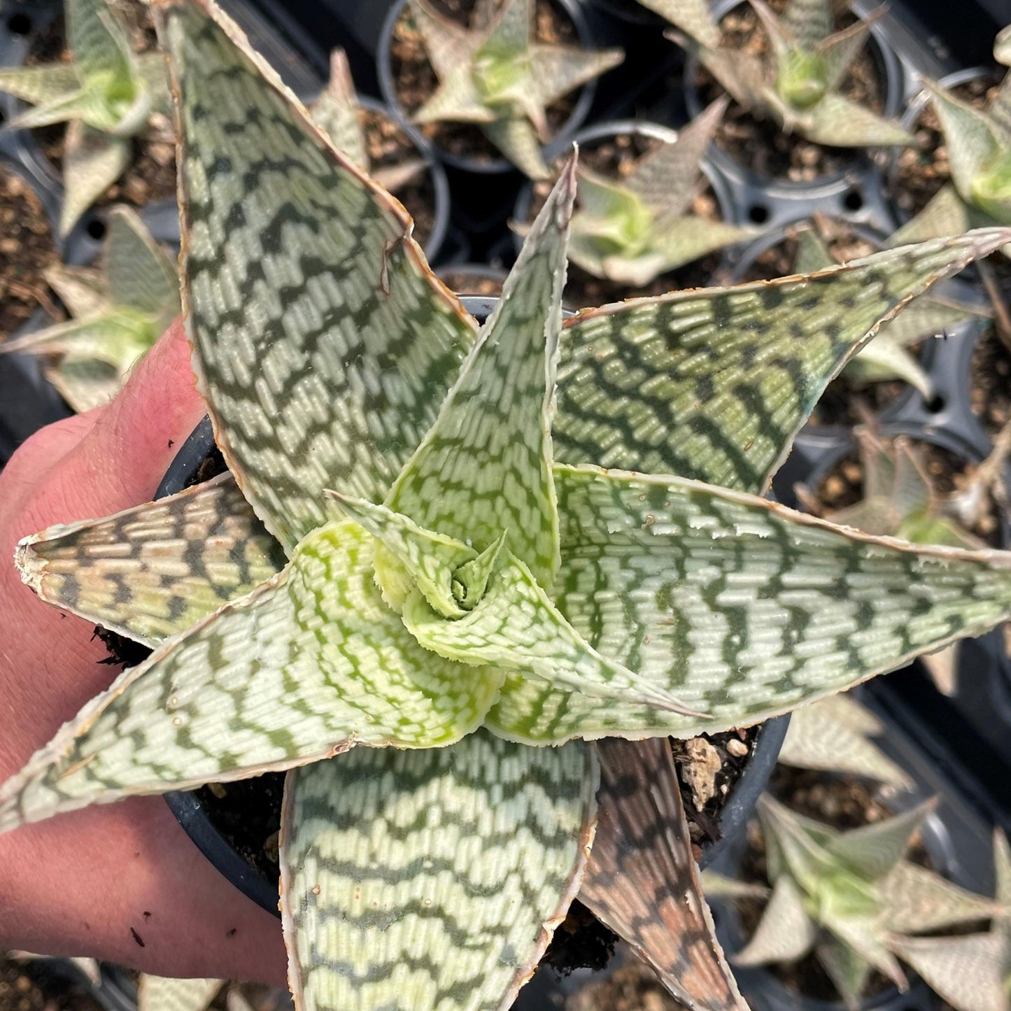 Aloe 'delta Lights' - View 5 from www redcrocus com