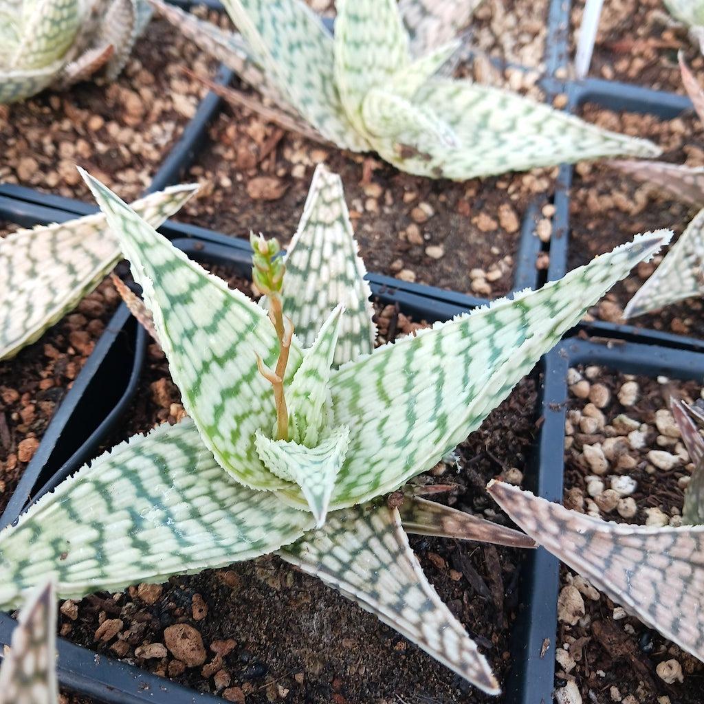 Aloe 'delta Lights' - View 6 from www redcrocus com