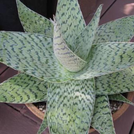 Aloe 'delta Lights' - View 7 from www redcrocus com