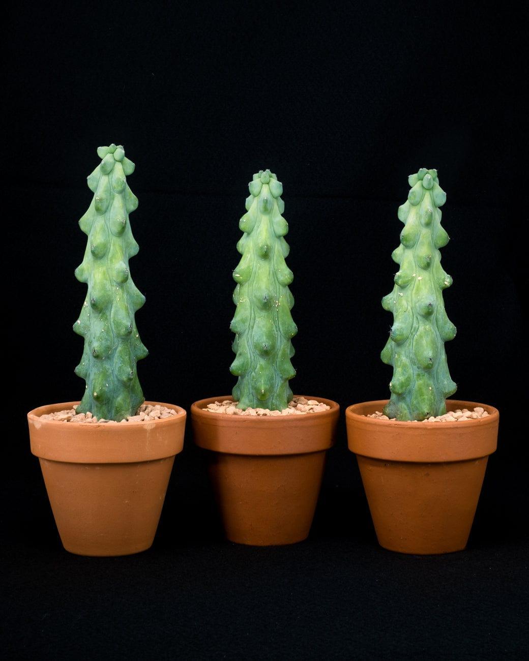 Myrtillocactus Geometrizans 'fukurokuryuzinboku' - View 11 from www redcrocus com
