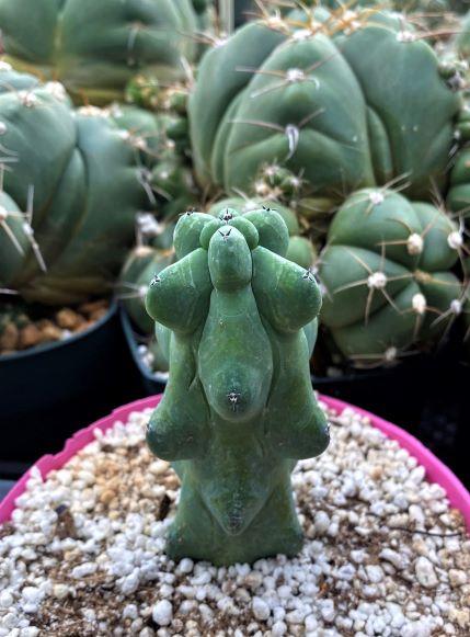 Myrtillocactus Geometrizans 'fukurokuryuzinboku' - View 18 from www redcrocus com