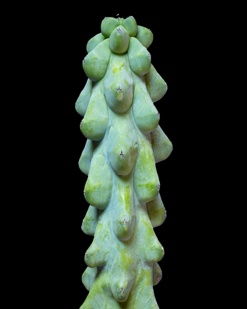 Myrtillocactus Geometrizans 'fukurokuryuzinboku' - View 1 from www redcrocus com