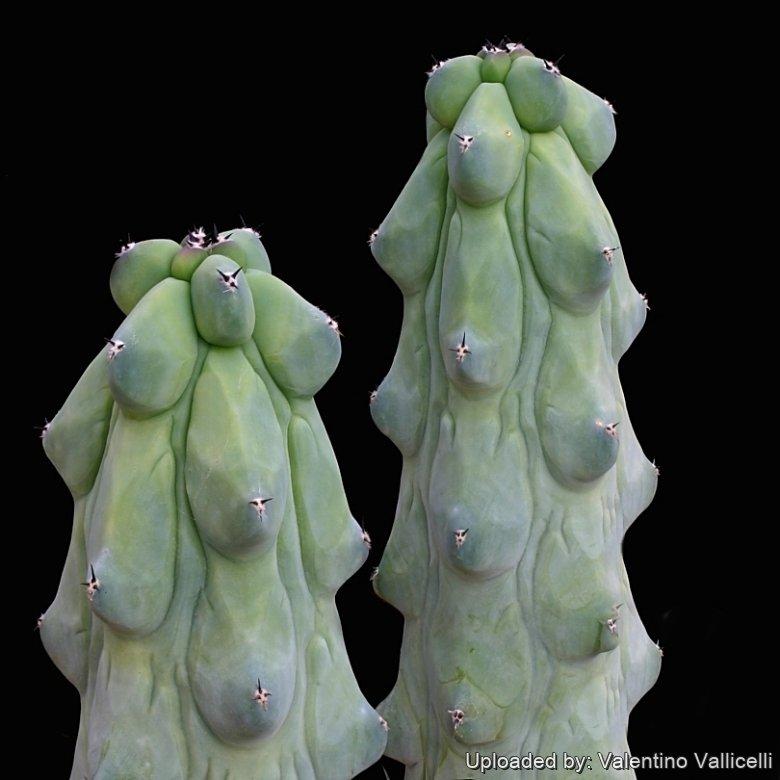 Myrtillocactus Geometrizans 'fukurokuryuzinboku' - View 20 from www redcrocus com
