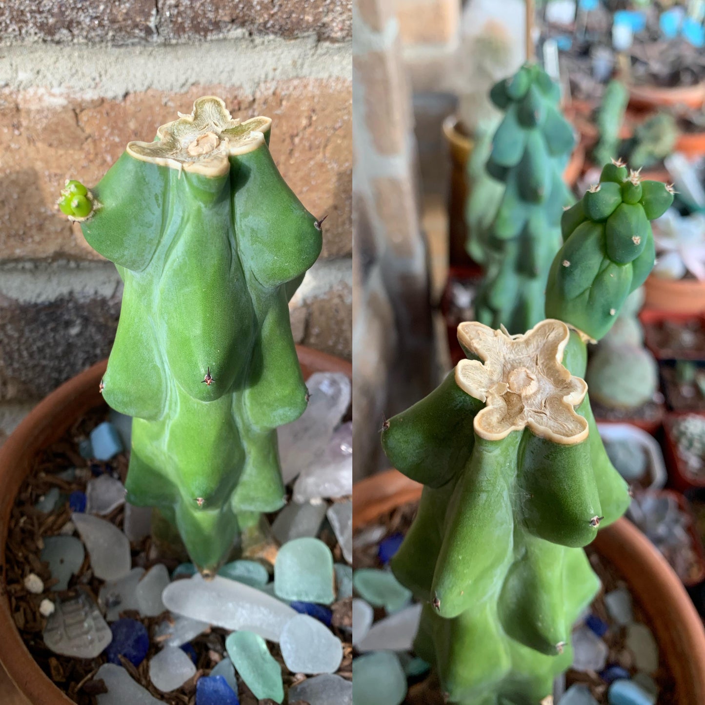 Myrtillocactus Geometrizans 'fukurokuryuzinboku' - View 21 from www redcrocus com
