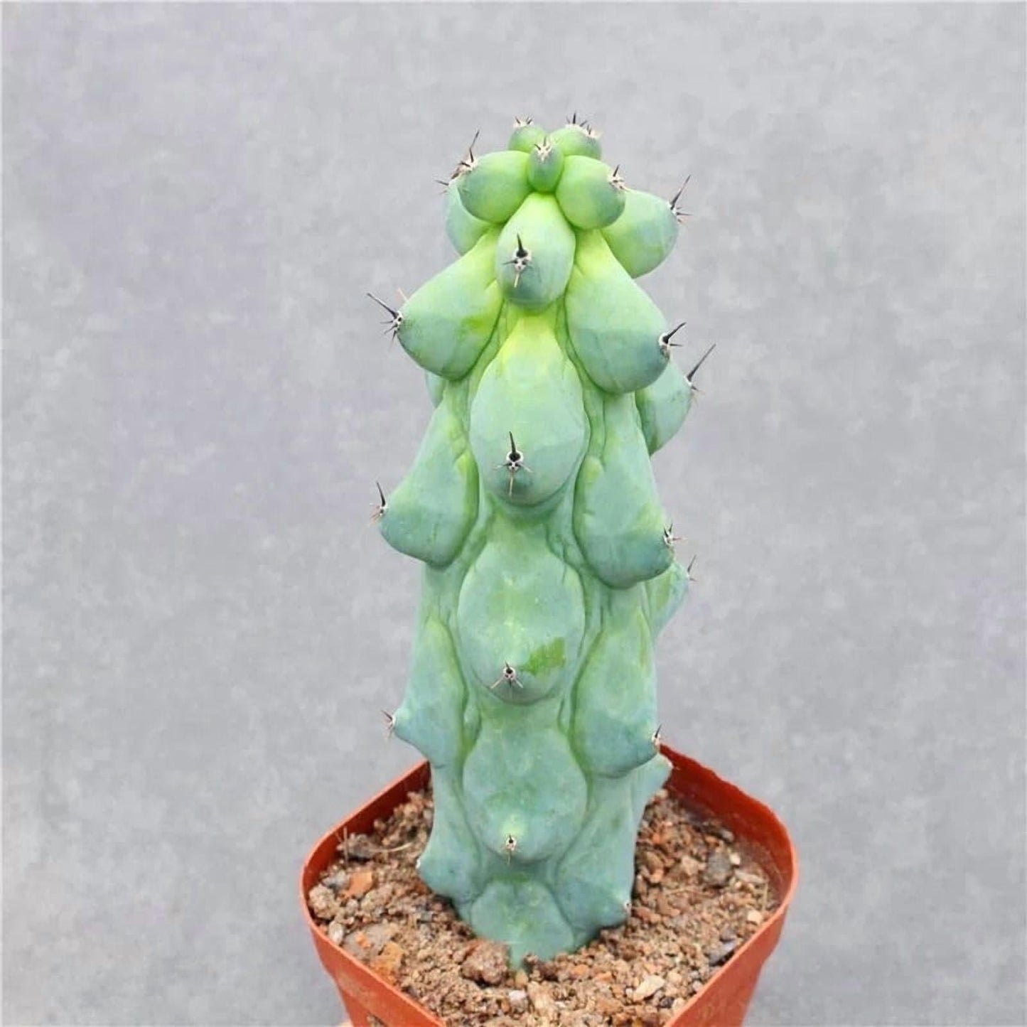 Myrtillocactus Geometrizans 'fukurokuryuzinboku' - View 24 from www redcrocus com