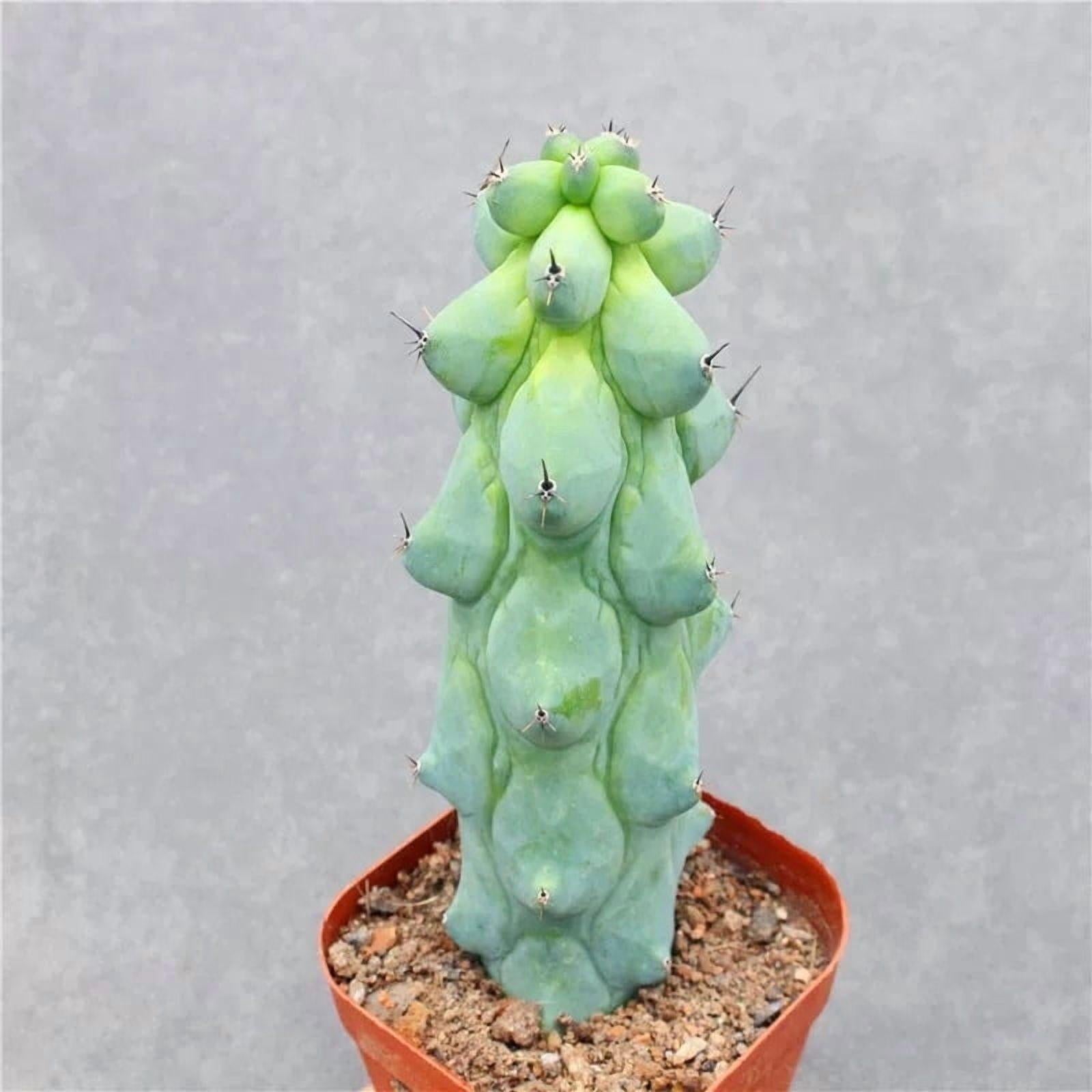 Myrtillocactus Geometrizans 'fukurokuryuzinboku' - View 24 from www redcrocus com