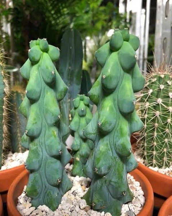 Myrtillocactus Geometrizans 'fukurokuryuzinboku' - View 28 from www redcrocus com