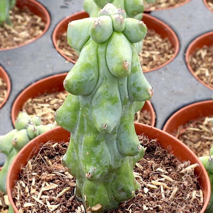 Myrtillocactus Geometrizans 'fukurokuryuzinboku' - View 31 from www redcrocus com