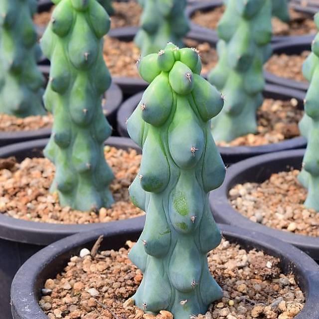 Myrtillocactus Geometrizans 'fukurokuryuzinboku' - View 3 from www redcrocus com