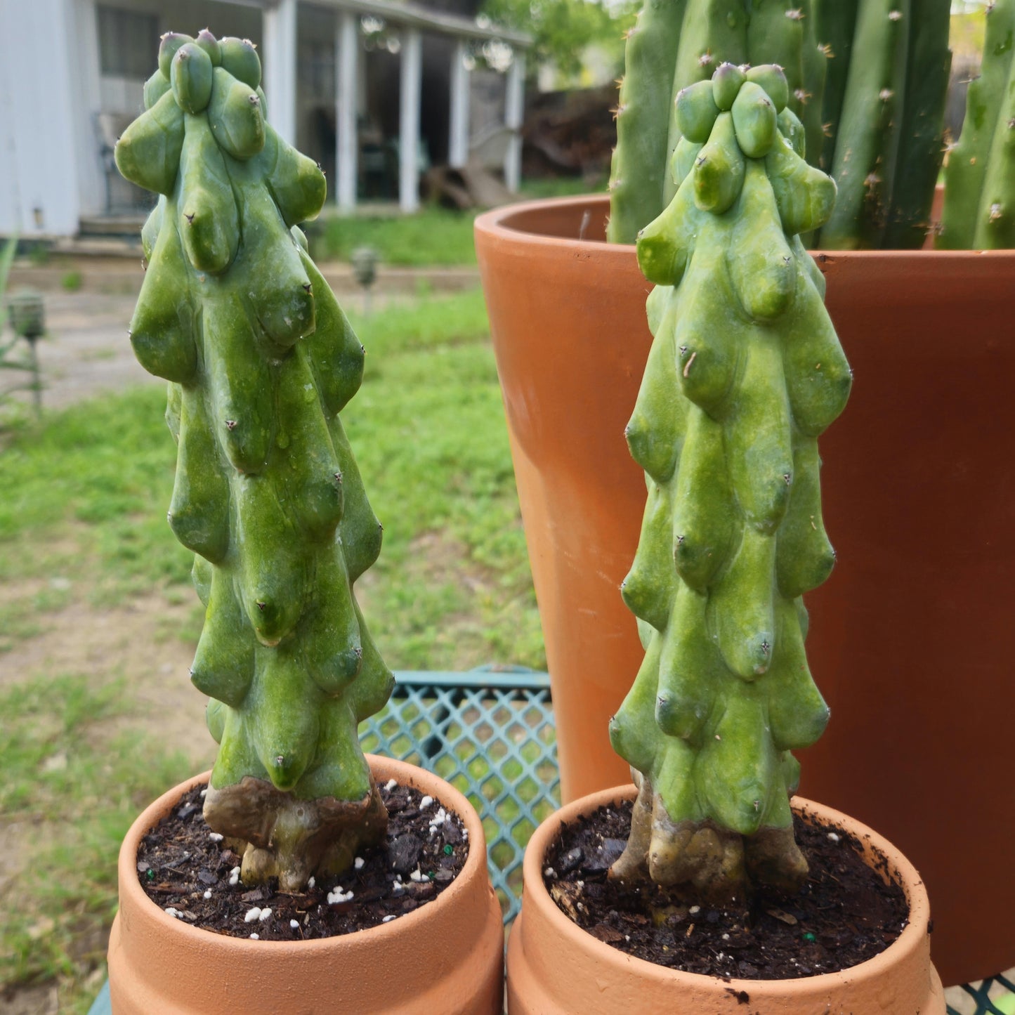 Myrtillocactus Geometrizans 'fukurokuryuzinboku' - View 4 from www redcrocus com