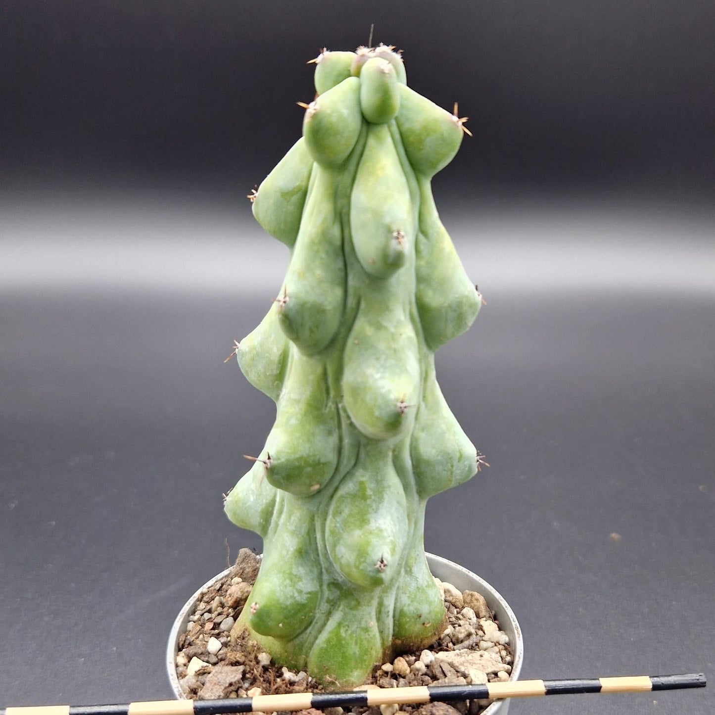 Myrtillocactus Geometrizans 'fukurokuryuzinboku' - View 7 from www redcrocus com