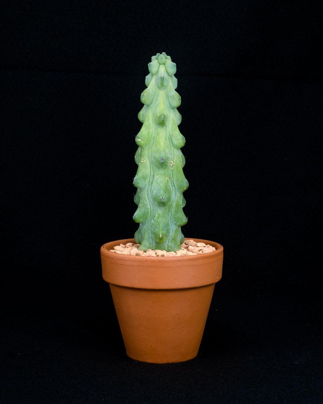 Myrtillocactus Geometrizans 'fukurokuryuzinboku' - View 9 from www redcrocus com