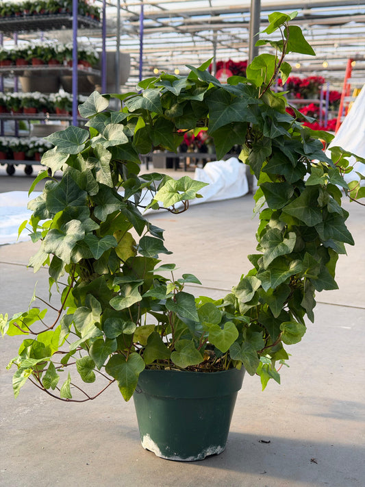 English Ivy Hedera helix Hoop Topiary - Evergreen Indoor & Outdoor Plant - Fast Growing, Shady Area Favorite - Deer Resistant, Pet Warning  6" Pot