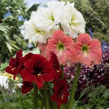 Plant, Amaryllis, Assorted 6" Pot (Each)