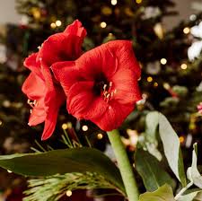 Plant, Amaryllis, Assorted 6" Pot (Each)