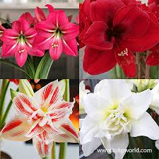 Plant, Amaryllis, Assorted 6" Pot (Each)