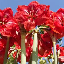 Plant, Amaryllis, Assorted 6" Pot (Each)