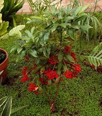 Plant, Ardisia, Assorted 6" Pot (Each)