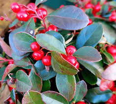 Plant, Ardisia, Assorted 6" Pot (Each)