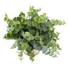 Plant, Eucalyptus, Assorted 6" Pot (Each)