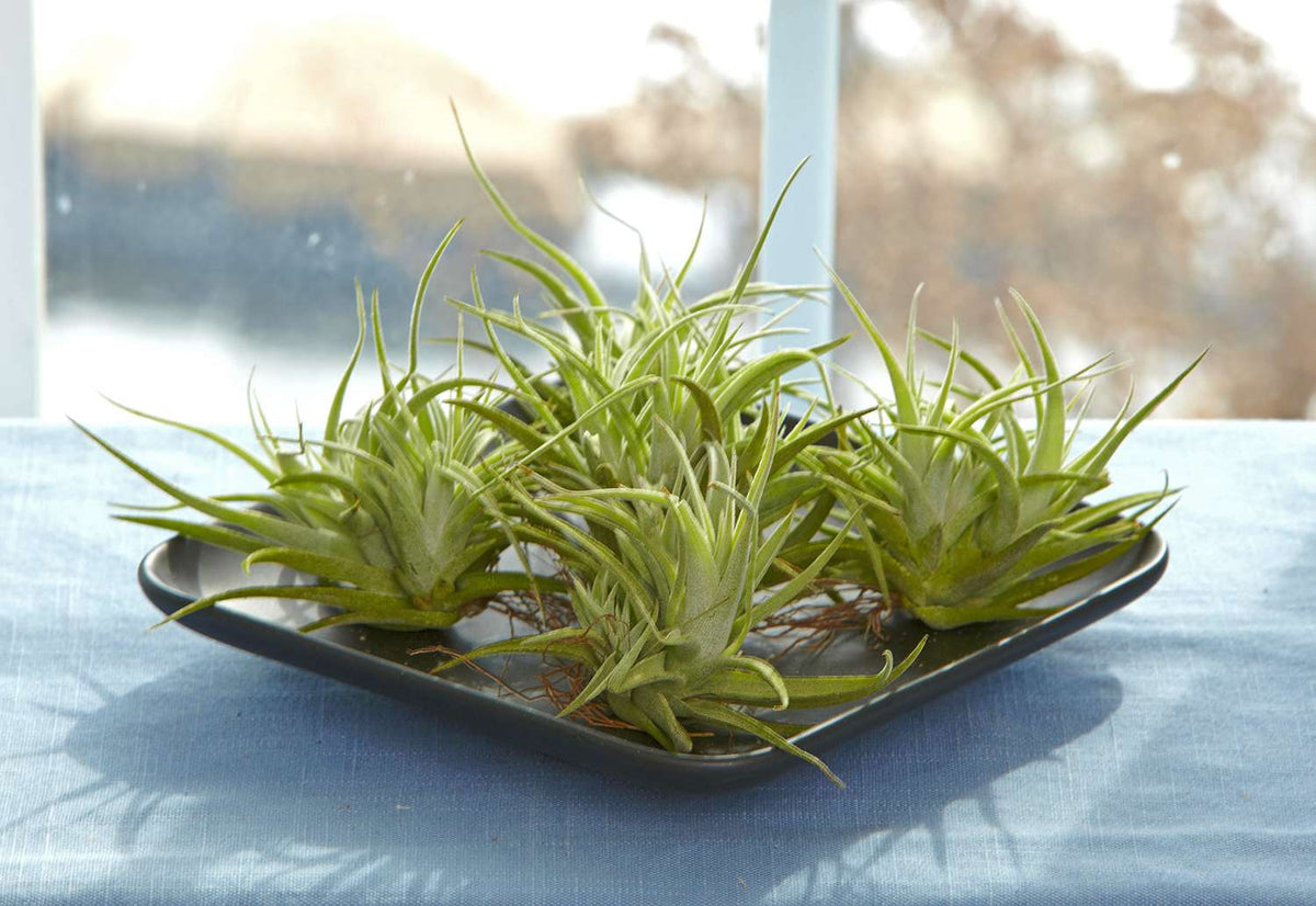 RedCrocus Large Bare Root Tillandsia Bromeliad Air Plant- Assorted Epiphyte for Indoor & Display Gardens Bare Root