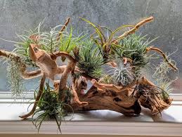 RedCrocus Air Plant Tillandsia Bromeliad- Small, Bare Root, Assorted Indoor Plant, Unique Decor for Terrariums & Mounting Bare Root (Pack of 2)