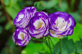 RedCrocus Florida Blue Lisianthus | Vibrant Blue Flowers | Summer to Fall Blooms | Attracts Pollinators | Perfect for Gardens & Containers 4" Pot (Pack of 5)
