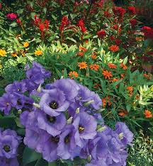 RedCrocus Florida Blue Lisianthus | Vibrant Blue Flowers | Summer to Fall Blooms | Attracts Pollinators | Perfect for Gardens & Containers 4" Pot (Pack of 5)