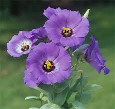 RedCrocus Florida Blue Lisianthus | Vibrant Blue Flowers | Summer to Fall Blooms | Attracts Pollinators | Perfect for Gardens & Containers 4" Pot (Pack of 5)
