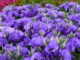 RedCrocus Florida Blue Lisianthus | Vibrant Blue Flowers | Summer to Fall Blooms | Attracts Pollinators | Perfect for Gardens & Containers 4" Pot (Pack of 5)