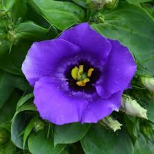 RedCrocus Florida Blue Lisianthus | Vibrant Blue Flowers | Summer to Fall Blooms | Attracts Pollinators | Perfect for Gardens & Containers 4" Pot (Pack of 5)