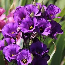 RedCrocus Florida Blue Lisianthus | Vibrant Blue Flowers | Summer to Fall Blooms | Attracts Pollinators | Perfect for Gardens & Containers 4" Pot (Pack of 5)