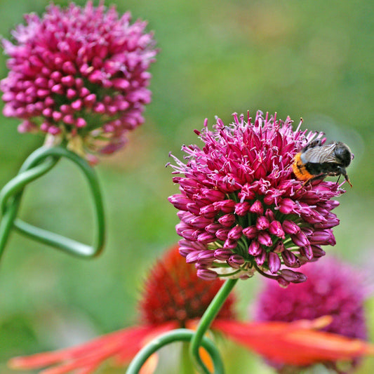 Drumstick Ornamental Onion-Wine Red-Attracts pollinators  250 in  Box
