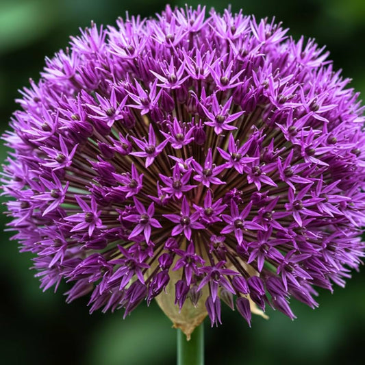 Purple Rain Ornamental Onion-Dark Purple-Attracts Pollinators  100 in  Box