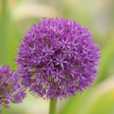 Allium Ornamental Onion-Pbulbs inball Wizard-Unique Purple Blooms  20 in BOX