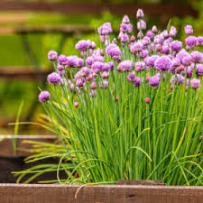 Allium Ornamental Onion-Pbulbs inball Wizard-Unique Purple Blooms  20 in BOX