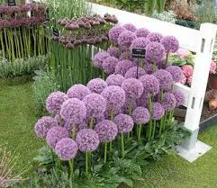 Allium Ornamental Onion-Pbulbs inball Wizard-Unique Purple Blooms  20 in BOX