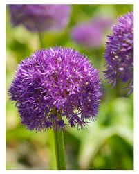 Allium Ornamental Onion-Pbulbs inball Wizard-Unique Purple Blooms  20 in BOX