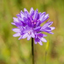Allium Ornamental Onion-Pbulbs inball Wizard-Unique Purple Blooms  20 in BOX