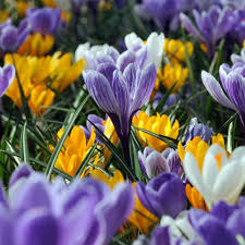 Large Flowering Crocus Mixture-Colorful Early Blooms  200 in  Box