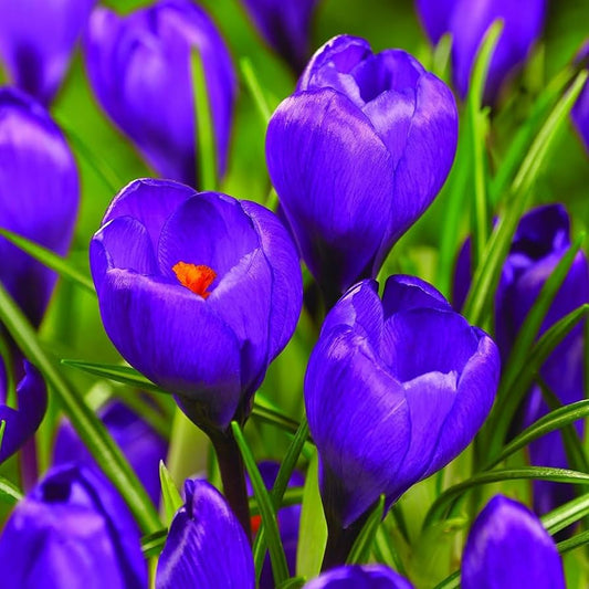 Flower Record Crocus-Large Flowering-Deep Blue Purple Blooms  200 in  Box